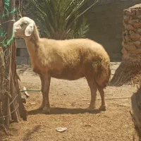 میش