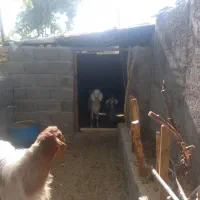 یک عدد بز ابستن یک نری پاکستانی