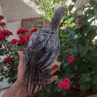 جوجه هندی نوک طاووسی