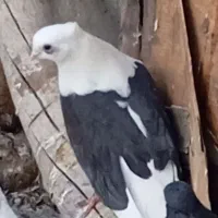 جوجه پشدار
