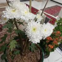 گل و گیاه خانگی