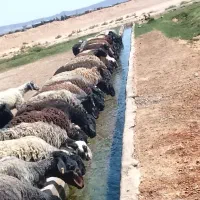48راس میش و شیشک بره دار