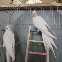 چهار عروس هلندی با قفس