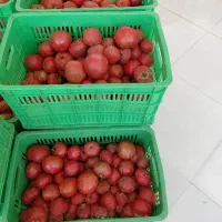 گوجه ربی