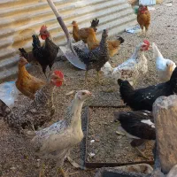 ۱۰ عدد جوجه بومی اصل  سالم بدون بیماری