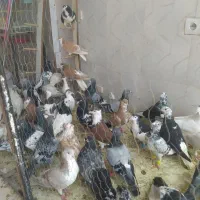 یک بومب کبوتررنگه جفتی 600هزارتومان