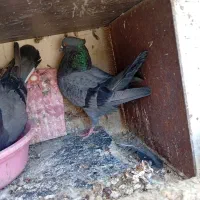 کفتر|پرنده|شهر ری, فیروزآباد|دیوار