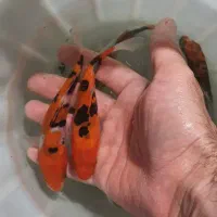 کوی نژاددار
