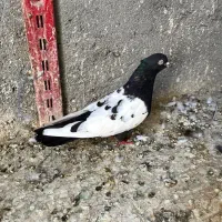 صید نر