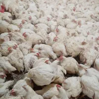 انبار مرغ زنده گوشتی رحیم محمدزاده شعبه شرافت 238