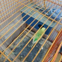 یه جفت مرغ عشق مولد