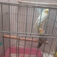 عروس هلندی نروماده