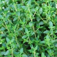 فروش اویشن(کهلیک اوتی )