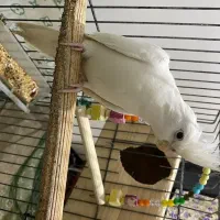 عروس هلندی آلبینو ماده