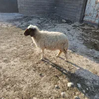 یک عدد میش ابستن