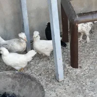جوجه محلی