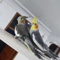 عروس هلندی نر و ماده