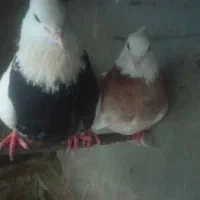 کفتر