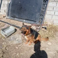 سگ ژرمن