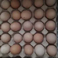 تخم مرغ تازه به قیمت نرخ روز
