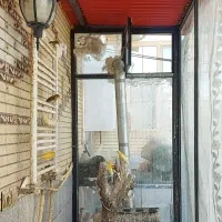 فروش قناری نر و ماده