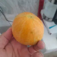 گرمک درجه یک