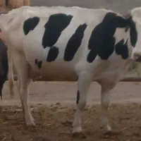 گاو