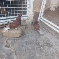 جوجه کفترسرخ پرشی