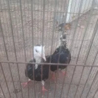 کفتر