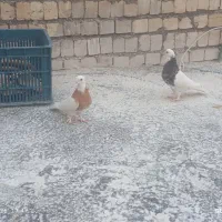 طوقی|پرنده|مشهد, کشف|دیوار