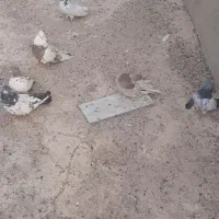 ۹عدد‌کبوترفروشی