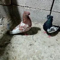 پرنده