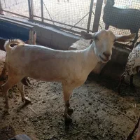 فروش بز و دوقلوزا و شیرده