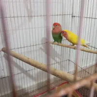 طوطی
