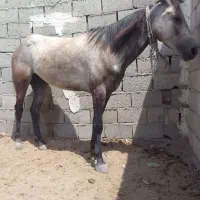سه ساله کرد اصل مادیان