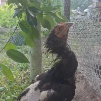 مرغ