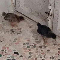 جوجه بومی