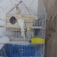پرنده عروس هلندی