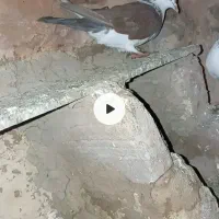 کبوتر