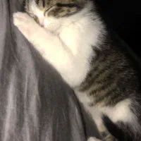گربه گمشده
