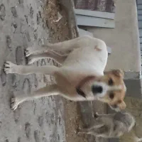 توله سرابی
