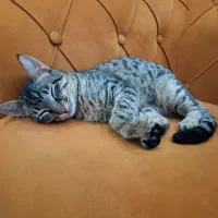 واگذاری گربه