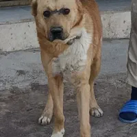 سگ نر خراسانی افغان ، ژرمن ماده ،