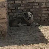 سگ افقان گله