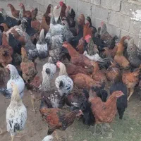 حدود۷۰عدد خروس نژاد ژاپنی یا گلپایگانی