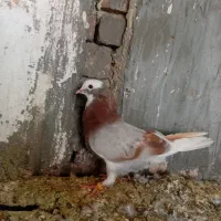 کفتر نقاشی