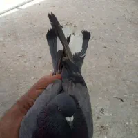 کبوتر جوجه کشی