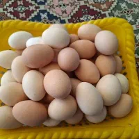 تخم محلی ارگانیک