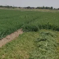 یونجه خشک ارگانیک تازه بدون علف