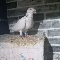 سار قلدر جفتگاه